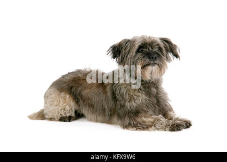 DOG - Pugairn - Pug cross Cairn Terrier Stock Photo - Alamy