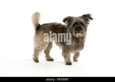 DOG - Pugairn - Pug cross Cairn Terrier Stock Photo - Alamy