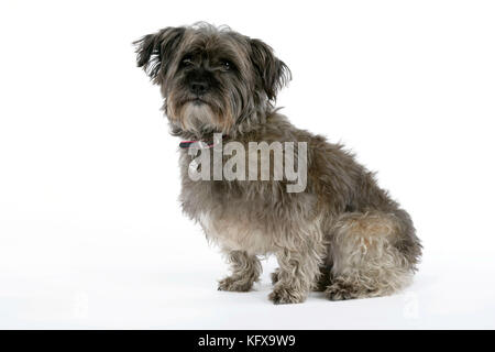 DOG - Pugairn - Pug cross Cairn Terrier Stock Photo - Alamy