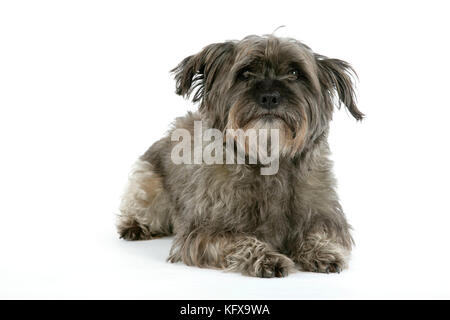 DOG - Pugairn - Pug cross Cairn Terrier Stock Photo - Alamy