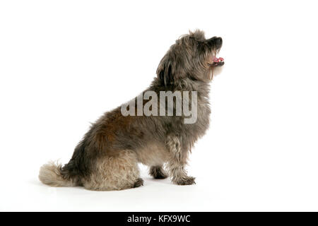 DOG - Pugairn - Pug cross Cairn Terrier Stock Photo - Alamy