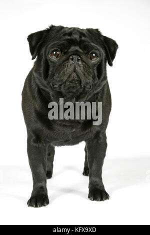 DOG. Black pug puppy. Also known as Carlin or Mops. Stock Photo