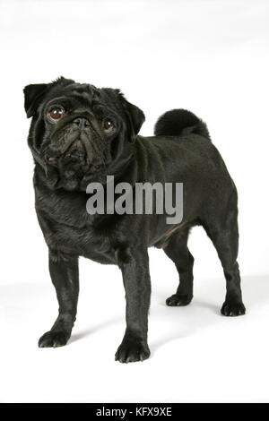 DOG. Black pug. Also known as Carlin or Mops. Stock Photo