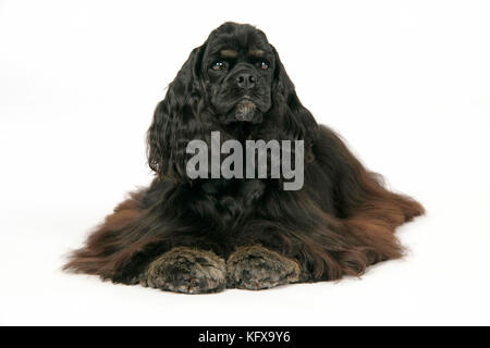 DOG. Black and tan American cocker spaniel Stock Photo