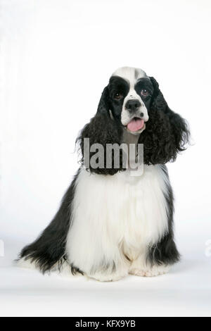 DOG. Black and white American cocker spaniel Stock Photo