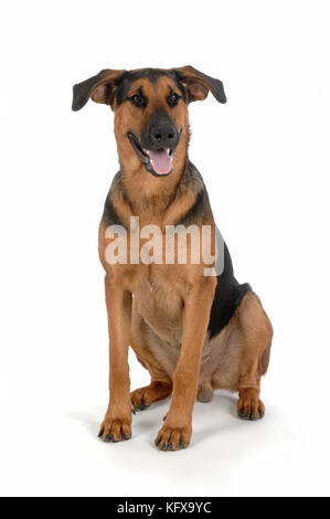 Alsatian best sale cross doberman