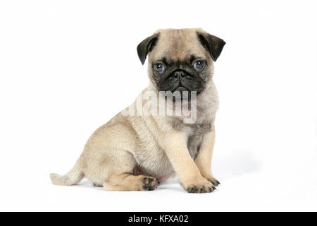 DOG. PUG ( fawn ) 7 week old puppy Stock Photo