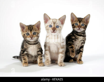 CAT. Snow Marble & Brown Marble blue-eyed Bengal kittens - 6 weeks old Stock Photo