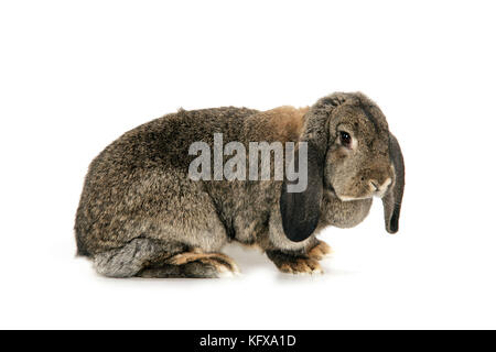 French Lop Rabbit ( agouti ) - in studio Stock Photo