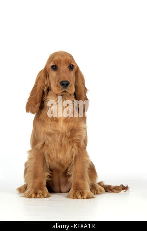 Cocker Spaniel Dog - puppy sitting Stock Photo