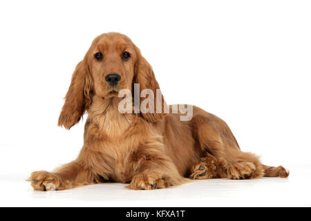 Cocker Spaniel Dog - puppy lying down Stock Photo