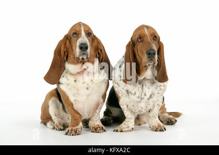 DOG. Basset hounds sitting down together Stock Photo