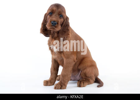 Dog - Irish Setter  - Puppy Stock Photo