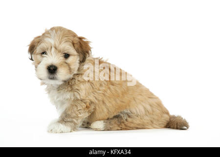 Dog - 7 weeks old Lhasa Apso cross Shih Tzu puppy Stock Photo