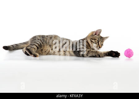 Cat - kitten playing with toy ball Stock Photo