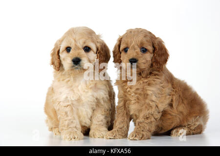 Dog. Cockerpoo puppies Stock Photo