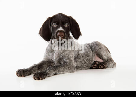 German Wire-Haired Pointer Dog - puppy (8 weeks old). Also known as Deutscher Drahthaariger Vorstehhund. Stock Photo