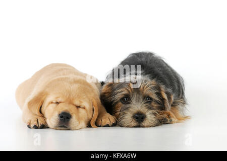 DOG. Yellow labrador puppy lying next to norfolk terrier puppy Stock Photo