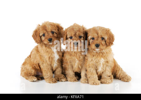 DOG. Cockerpoo puppies (Poodle X Cocker Spaniel ) 7 wks old Stock Photo