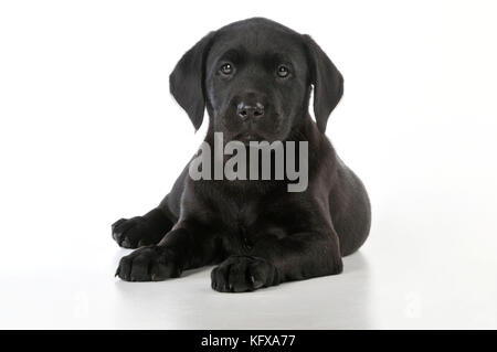 black lab puppies 8 weeks