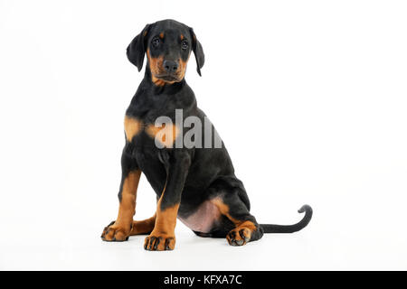 Dog. Dobermann puppy Stock Photo