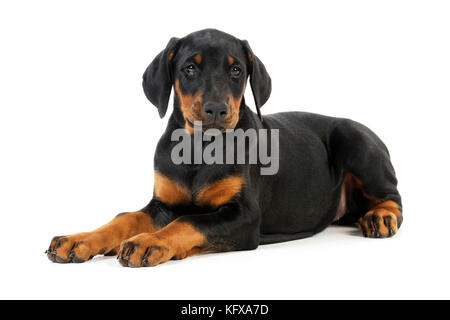 Dog. Dobermann puppy Stock Photo