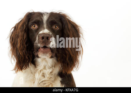 DOG. English springer spaniel head shot Stock Photo