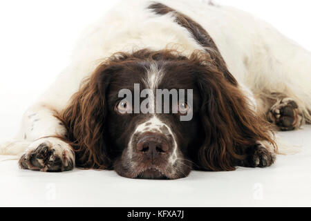 DOG. English springer spaniel lying down close up Stock Photo