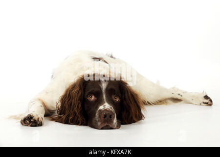 DOG. English springer spaniel lying down Stock Photo