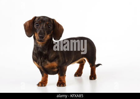 DOG. Smooth haired miniature dachsund. Also known as a Doxie in US. Stock Photo