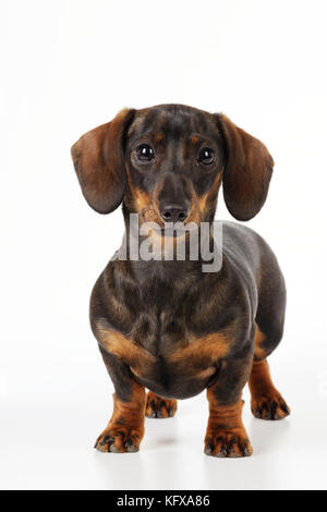 DOG. Smooth haired minature dachsund. Also known as a Doxie in US. Stock Photo