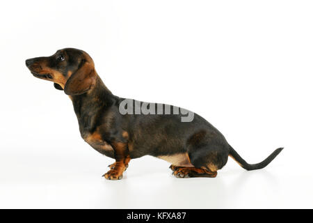 DOG. Smooth haired minature dachsund sitting. Also known as a Doxie in US. Stock Photo