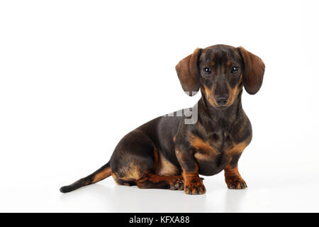 DOG. Smooth haired minature dachsund sitting. Also known as a Doxie in US. Stock Photo