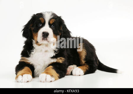 DOG. Bernese mountain puppy lying down. Also known as Berner Sennenhund. Stock Photo