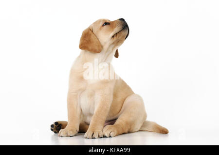 DOG. Yellow labrador puppy sitting down looking towards ceiling Stock Photo