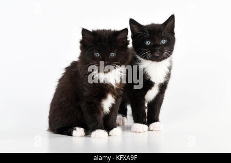 CAT. Kitten sitting next to kitten standing Stock Photo