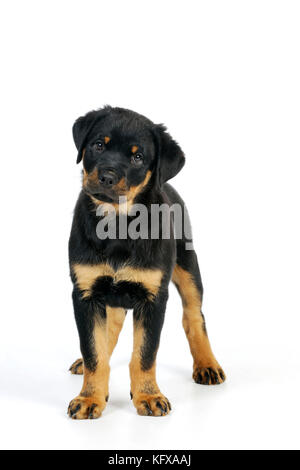 DOG. Rottweiler puppy standing Stock Photo