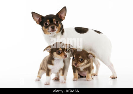 DOG. Chihuahua puppies standing in front of chihuahua Stock Photo