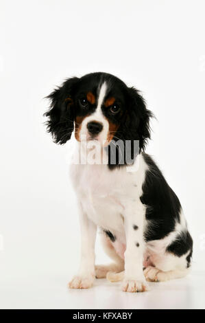 DOG. Cavalier king charles spaniel puppy sitting Stock Photo