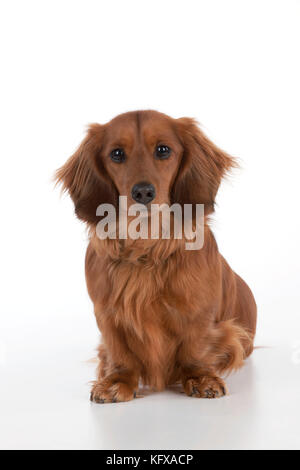 Dog - Miniature Long Haired Dachshund - sitting down. Also known as Doxie in US. Stock Photo