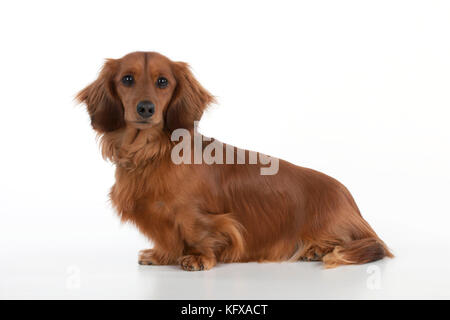 miniature long haired dotson