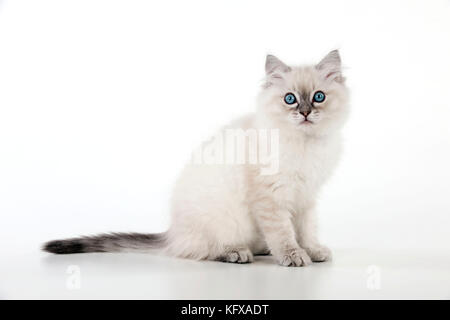 CAT - 10 week old ragdoll kitten Stock Photo