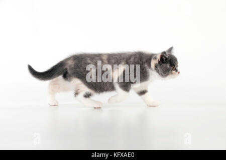 CAT - 9 week old British shorthair kitten Stock Photo