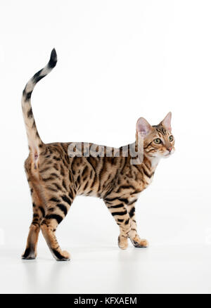 KITTEN - Bengal kitten 16 weeks Stock Photo