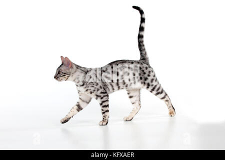 KITTEN - Bengal kitten 16 weeks Stock Photo