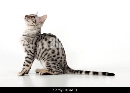 KITTEN - Bengal kitten 16 weeks Stock Photo