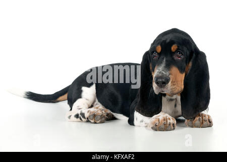 DOG - Basset hound puppy sitting Stock Photo