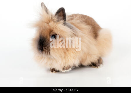 RABBIT - Lionhead Stock Photo