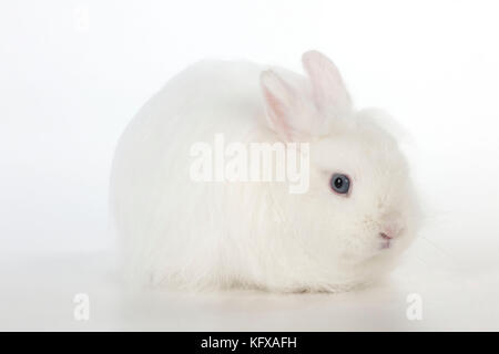 RABBIT - Swiss fox Stock Photo - Alamy