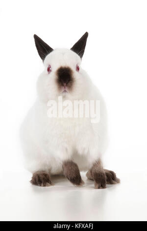 RABBIT - Netherland dwarf himalyan Stock Photo
